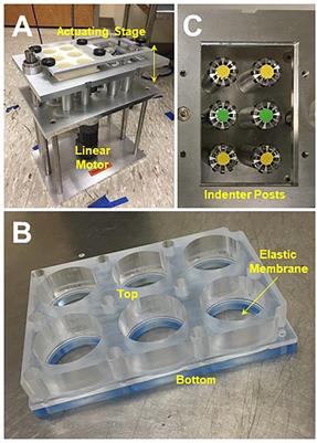 A High-Throughput System for Cyclic Stretching of Precision-Cut Lung Slices During Acute Cigarette Smoke Extract Exposure